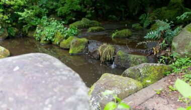 Morning walk at nakazawa ike park