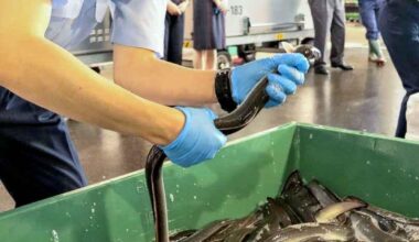 Eel Imports Peak at Narita Airport Ahead of Day When Grilled Eel Traditionally Eaten