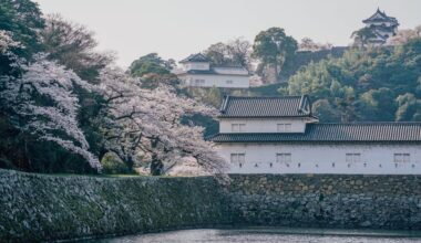 Hikone Castle Cherry Blossom Festival