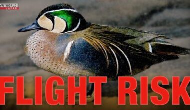 Bird strikes: Japan singles out Baikal teal duck as major hazard to passenger jets