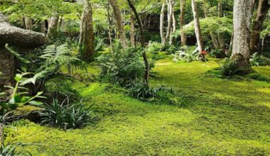 Visiting Kyoto and the Bamboo Forest? Don’t miss this small, hidden magical “moss temple” a short walk away