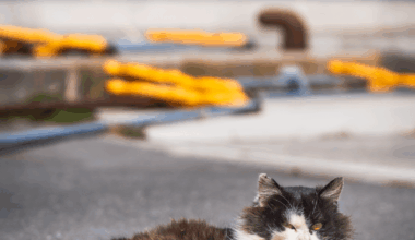 Secret Place in the Tohoku Region | Tashijrio - Cat island