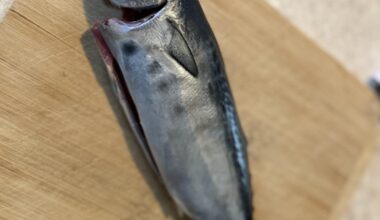 Catch to slice, baby bonito snack. Over-night salt aged.