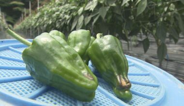 Extreme heat and water shortages cause bell peppers to 'scratch'; will prices remain high for the time being?