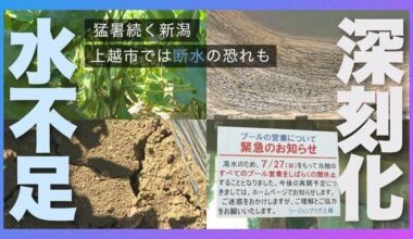 Extreme heat continues in Niigata...affecting the local specialty, green soybeans. In Joetsu City, water shortages are worsening and there is a risk of water cuts...8 swimming pools in the city are closed, with people asking for rain to come soon.