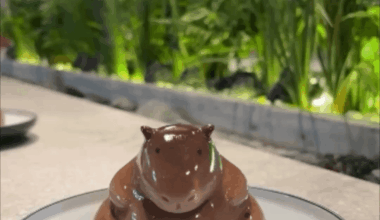 Capybara pudding dessert from Japan