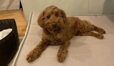 Dog owner sues Tokyo vet clinic over pet's death in fire