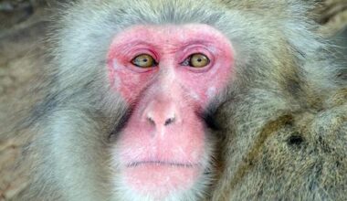 Yokosuka warns of 1-handed snow monkey seen roaming on and off base; The Japanese macaque, missing its left hand, was first seen Friday about a mile southwest of the base and was last spotted Sunday afternoon approximately 3 miles northwest, according to Yokosuka city’s website.