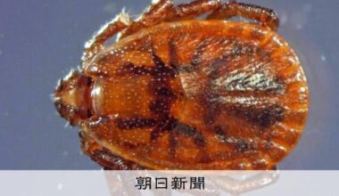 Woman in her 60s from Kanagawa develops tick-borne infection; first case in Kanto