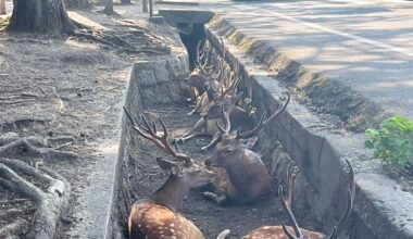 Even Nara Deer are cooling off from heat