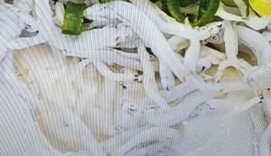 Baby sardines? In NYC