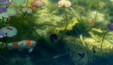 Monet's Pond. Gifu prefecture
