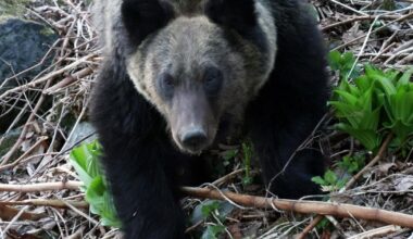 Estimated brown bear population in Hokkaido at 11,600, 1st decline since 1991