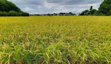 40% intend to increase direct rice sales amid rising prices, according to association's first survey