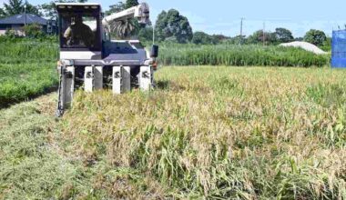 Govt to Support Rice Farmers Increase Crop Yields