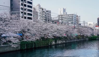 Ooka River Promenade in Yokohama during the cherry blossom season