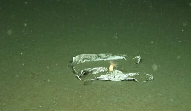 Plastic Waste Covers Bottom of Japanese Waters; Items Found Dating Back to Twentieth Century