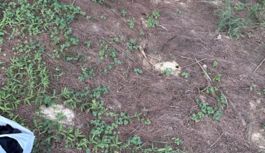 Anyone know what made these holes?