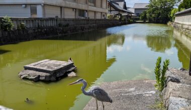 Gathering at the creek