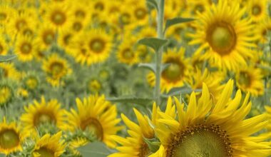 Sunflower Field  in Fuchu -machi, Toyama