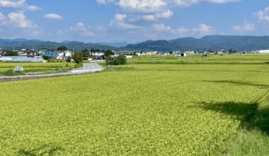 Rice fields of the countryside