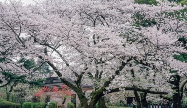 Cherry blossoms in Shinjuku Gyoen National Garden