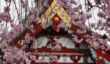 My Shots from April in Japan