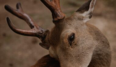 Spotted a deer freshening up in Nara today