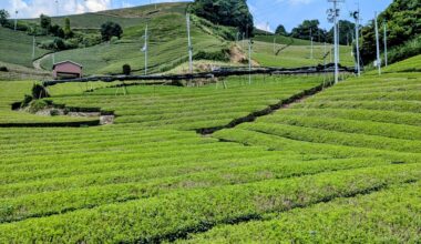 Tea fields at Wazuka-city in 🇯🇵Kyoto.