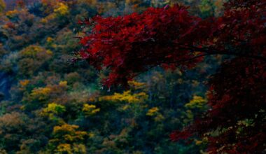 Some nature shots from our Autumn trip