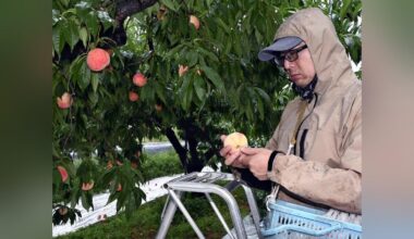 "Even peaches are suffering from summer fatigue" and "Seven cows died from the heat"... This summer's high temperatures and little rainfall have also affected fruit and livestock