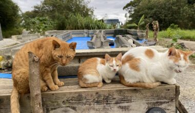 Yabuchi Island and Janeh Cave