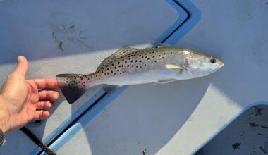 Can speckled seatrout be used for sushi?
