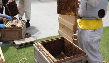 Beekeeping on the roof of a downtown building: bringing office workers "sweet morning activity"