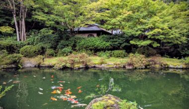Koi - Kyoto