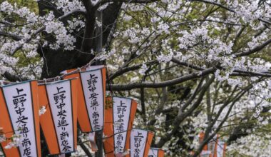 The Bloom in Ueno | 2025 April