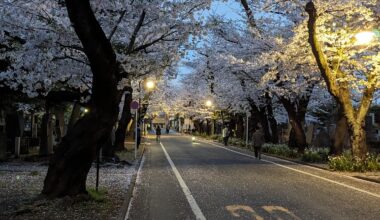 cherry blossom lined street