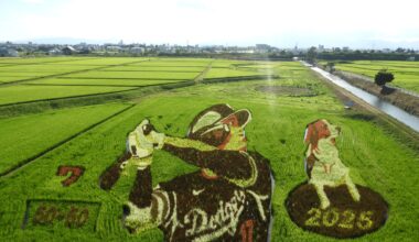Shohei Ohtani's rice field art / Oshu City, Iwate Prefecture