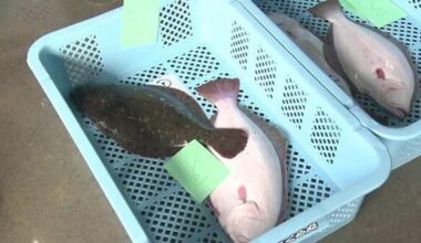 Two years after the release of treated water into the ocean, Fukushima Prefecture's fishing industry is currently facing ongoing import restrictions on local products from China and other countries