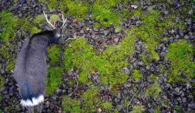 Japan Govt Launches Initiative to Cull Deer in Southern Japanese Alps to Protect Vegetation in Area