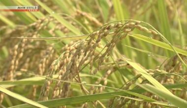 Japan's agriculture minister predicts rice prices will stabilize | NHK WORLD-JAPAN News
