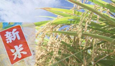 JA Fukui’s rice sales have dropped to half of last year’s level.