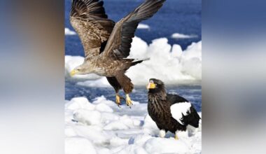 Bird Strikes Soar at Hokkaido Wind Farm, Halting Daytime Operations for 3.5 Months After 10 Sea Eagles Died