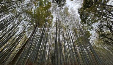 Bamboo Forest, Kyoto