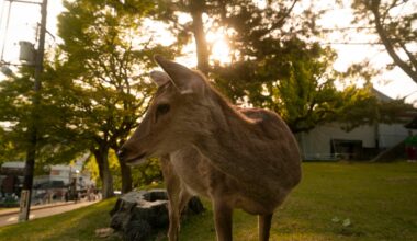 Deer spotting in Nara