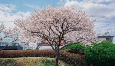 Cherry blossoms at the Fujifilm factory in Kumamoto