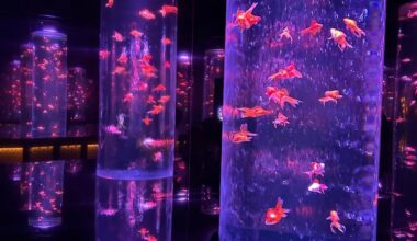 Ginza Art Aquarium museum