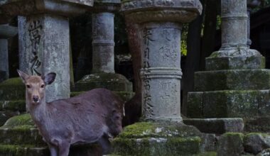 Deers of Kasuga-taisha, Nara Park, Nara [OC]