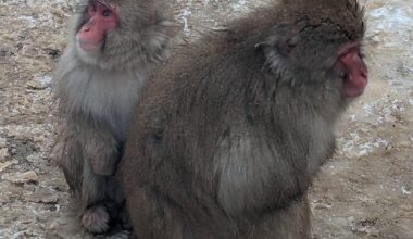 My jigokudani monkey park inspired to post by other post to the Park