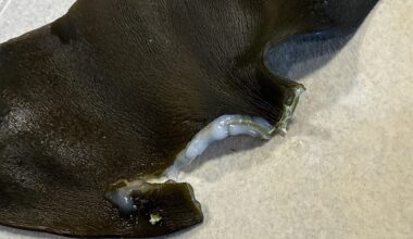 Normal crystallized salt for kombu?